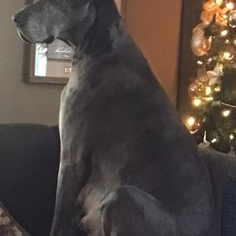 Great Danes, Old English Sheepdogs, Poodles, and Sheepadoodles from The Buttercream Ranch