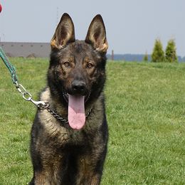 Denn - German Shepherd