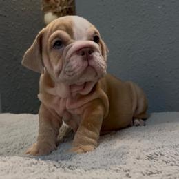 Dexter - Fallow male Bulldog puppy in Cumming, Georgia from Happy Place Kennels