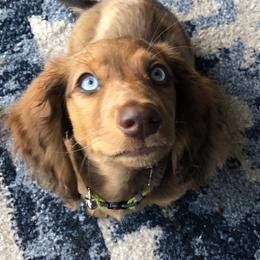 Dachshund Puppies from 1 Moore Dachshund