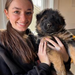 Professor Plum - Black and red male German Shepherd puppy in Purcellville, Virginia from Starry Night German Shepherd Dogs