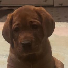 3 rd girl - Yellow female Labrador Retriever puppy in Littlefield, Arizona from Susan Burkey