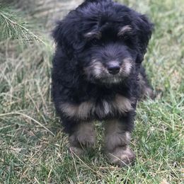 Bernedoodle and Goldendoodle Puppies from Camp Doodle Woods