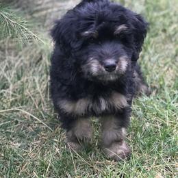 Bernedoodle and Goldendoodle Puppies from Camp Doodle Woods