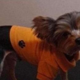 Buttons - Yorkshire Terrier