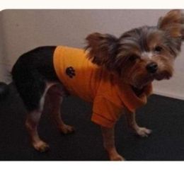 Buttons - Yorkshire Terrier