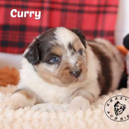 Curry - Blue merle male Miniature Australian Shepherd puppy in Garden Plain, Kansas from Krazy K Aussies
