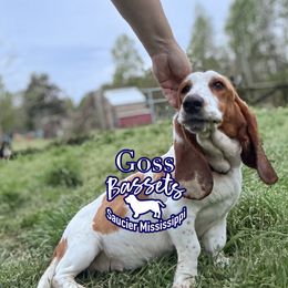 Maggie - Basset Hound