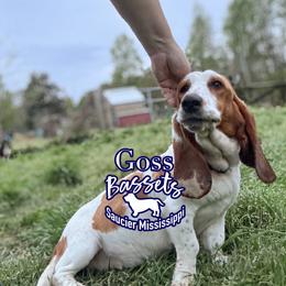 Maggie - Basset Hound