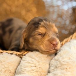 Vixie - Dapple female Dachshund puppy in Red Bluff, California from Down The Hill Potterdale