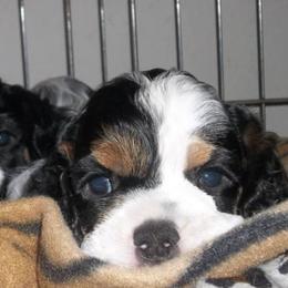 Cocker Spaniels and German Shepherds from Emerald Cockers/Frog Valley K9's LLC