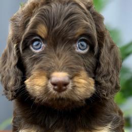 Rhett - Chocolate male Cavapoo puppy in Huntington, West Virginia from McCloud’s Poodles & Doodles