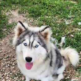 German Shepherd and Siberian Husky Puppies from Rose Trail Siberian’s