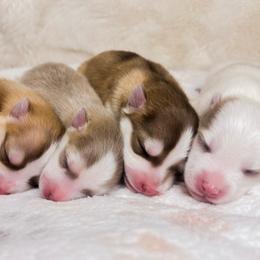 Pomsky puppies from True North Pomskies