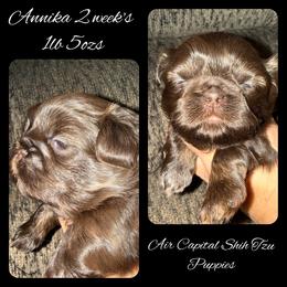 Annika - Chocolate female Shih Tzu puppy in Maize, Kansas from Air Capital Shih Tzu Puppies