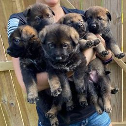 German Shepherds and German Shorthaired Pointers from Wicked Winds SS