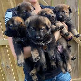 German Shepherds and German Shorthaired Pointers from Wicked Winds SS
