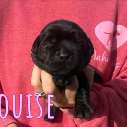 Louise - Black female Labrador Retriever puppy in Petersburg, Kentucky from Mahan Labs