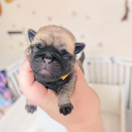 Fiona - Fawn female Pug puppy in Winter Haven, Florida from Lisa's Pugalicious Pugs