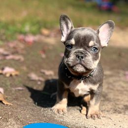 French Bulldogs from Love of Frenchies
