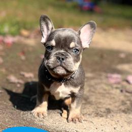 French Bulldogs from Love of Frenchies