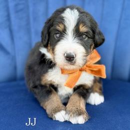 JJ - Tri-color male Bernedoodle puppy in Bellville, Ohio from Bernedoodle Buddies
