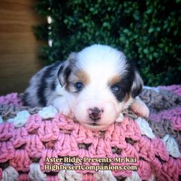 Mr. Kai - Blue merle male Toy Australian Shepherd puppy in Dolan Springs, Arizona from High Desert Companions