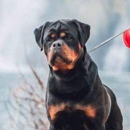Rottweilers from Cross O Ranch Rottweilers