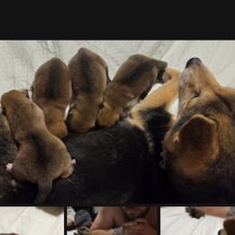 Shiba Inu puppies from Yoru's Dojo Legacy