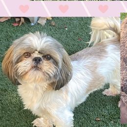 Paisley - Shih Tzu