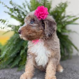 Poppy - Chocolate merle female Bernedoodle puppy in Hegins, Pennsylvania from Bubbling Springs Doodles, LLC