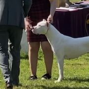 Cane Corso and Dogo Argentinos from Bella Vista Kennels