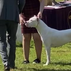 Cane Corso and Dogo Argentinos from Bella Vista Kennels