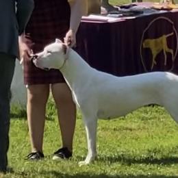 Cane Corso and Dogo Argentinos from Bella Vista Kennels