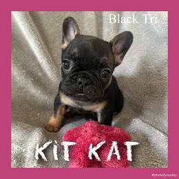 Kit Kat - Black and tan female French Bulldog puppy in Watkinsville, Georgia from Ronghi's Wiggle Butt Frenchies