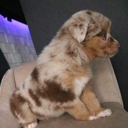 Australian Shepherd Puppies from Kiki's Aussies