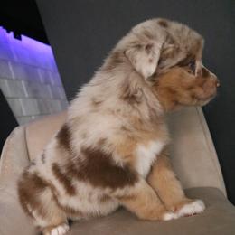 Australian Shepherd Puppies from Kiki's Aussies