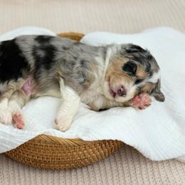 Boy 4 - Blue merle male Aussiedoodle puppy in Manteca, California from Silva Ranch Doodles