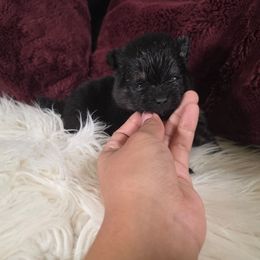 Cricket - Black and tan parti male Pomeranian puppy in Smithville, Texas from Lafary Poms