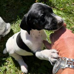 Johanna - Black and white female German Shorthaired Pointer puppy in Hot Springs, Virginia from Thunder Mountain Gun Dogs