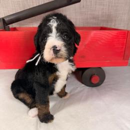 Skittles - Tri-color female Bernedoodle puppy in Luana, Iowa from Country View Bernedoodles and Goldendoodles