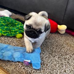 Blue - Fawn male Pug puppy in Baylis, Illinois from Cameo's Pugs