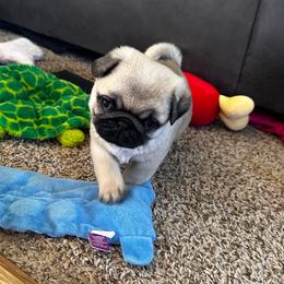 Blue - Fawn male Pug puppy in Baylis, Illinois from Cameo's Pugs