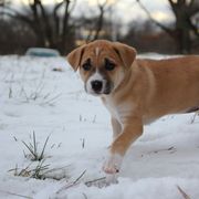 Sunny - Tawny Carolina Dog puppy in Holly, Michigan from Full Circle Carolina Dogs