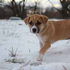 Sunny - Tawny Carolina Dog puppy in Holly, Michigan from Full Circle Carolina Dogs