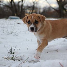 Sunny - Tawny Carolina Dog puppy in Holly, Michigan from Full Circle Carolina Dogs
