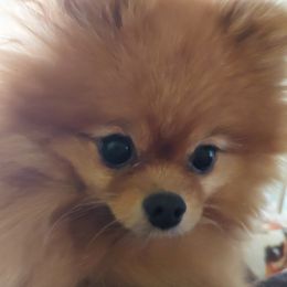 MJ - Pomeranian