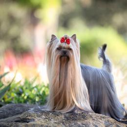Elija - Yorkshire Terrier