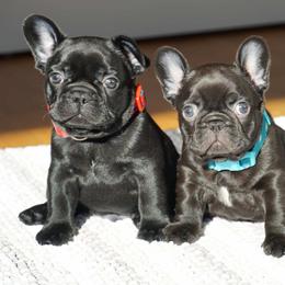 French Bulldog Puppies from A & B French Bulldogs