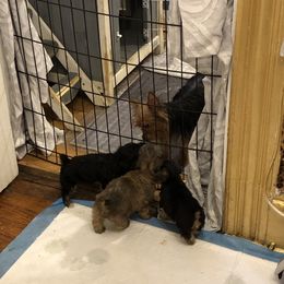 Yorkipoo Puppies from Tuts Pups Cafe